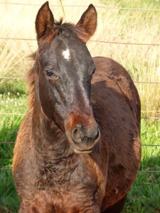 Equine farm animal
