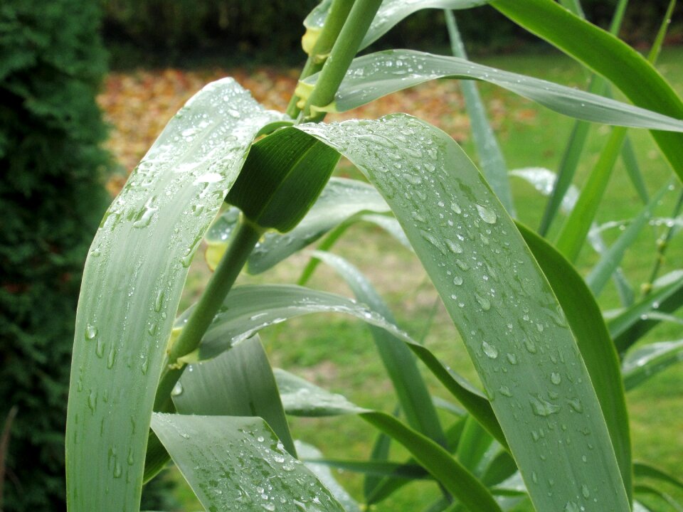 Autumn after the rain raindrops