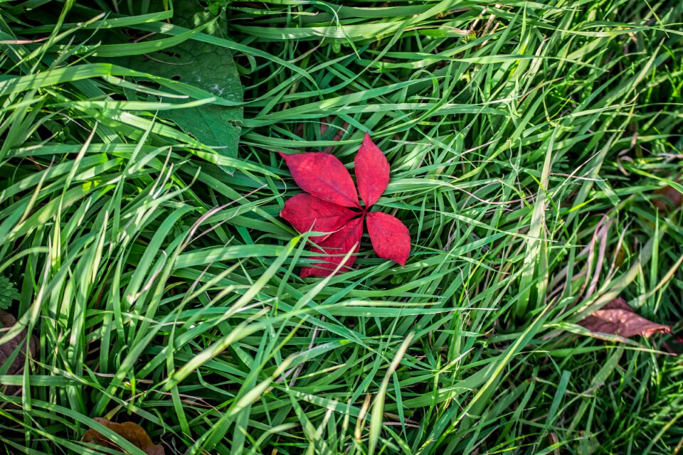Grass autumn leaves autumn