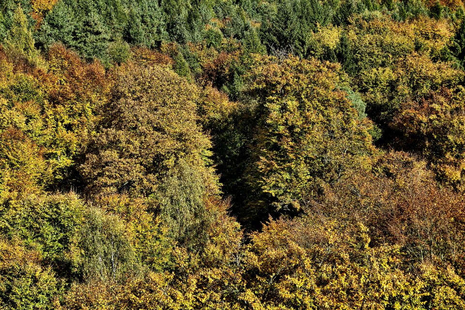 Canopy emerge fall color