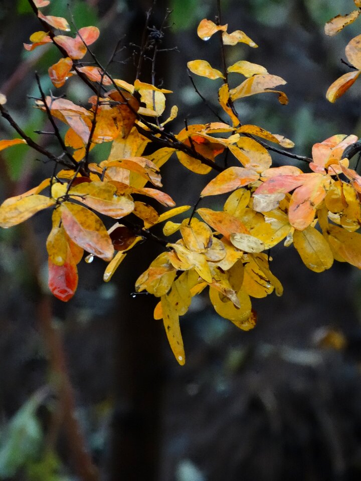 Yellow fall autumn leaves
