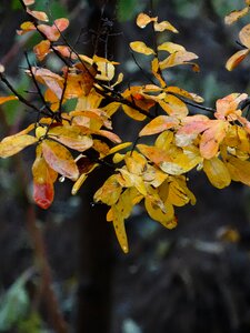 Yellow fall autumn leaves photo