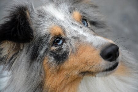 Shetland sheepdog doggie look eyes photo