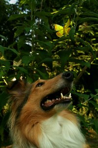 Pet collie breed