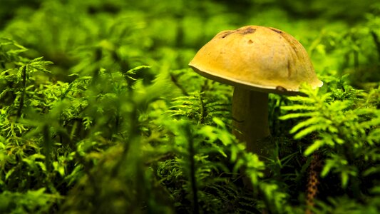 Forest mushroom moss moist