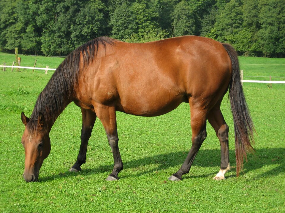 Nature mammal stallion photo