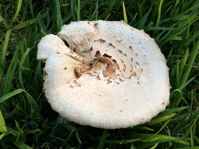 Fungus green season photo