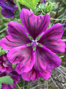 Flowers mallow violet photo