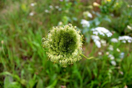 White flower plant photo