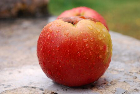 Picture fruit