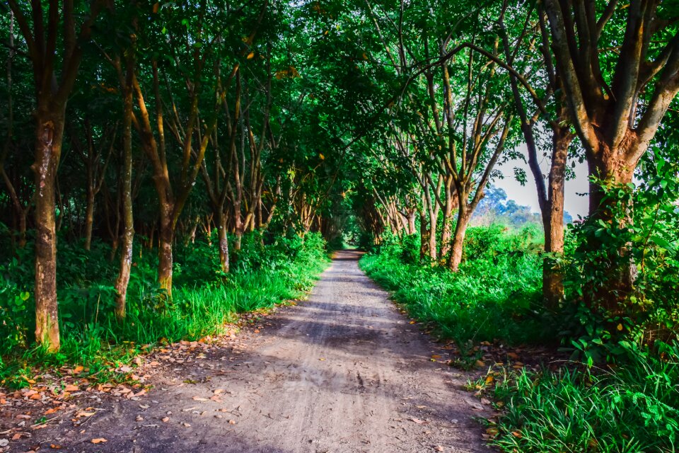 Tree green by nature