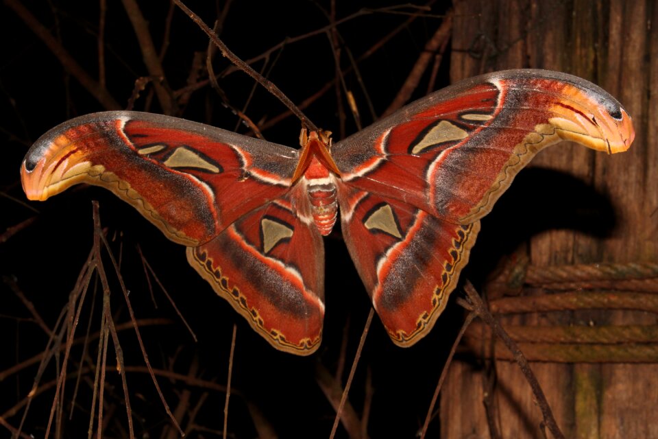 Insect nature natural