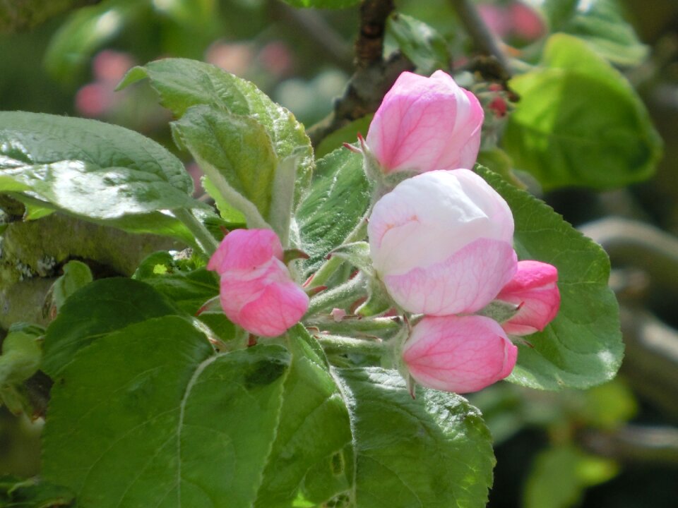 Close up spring nature