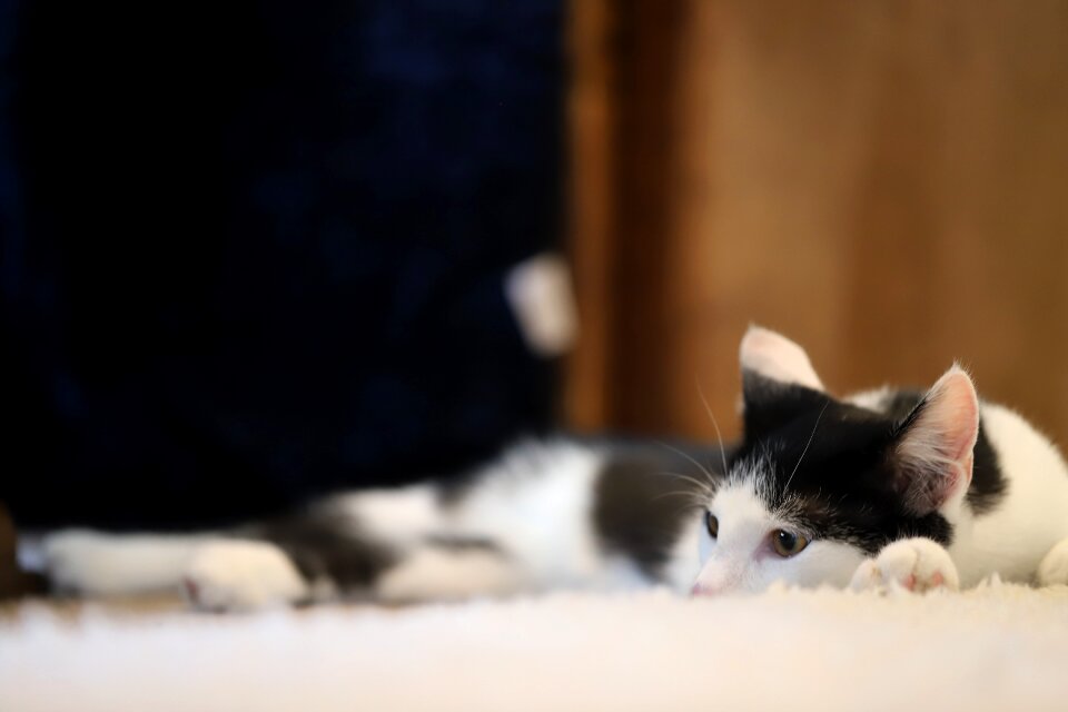 Cute cat young cat domestic cat