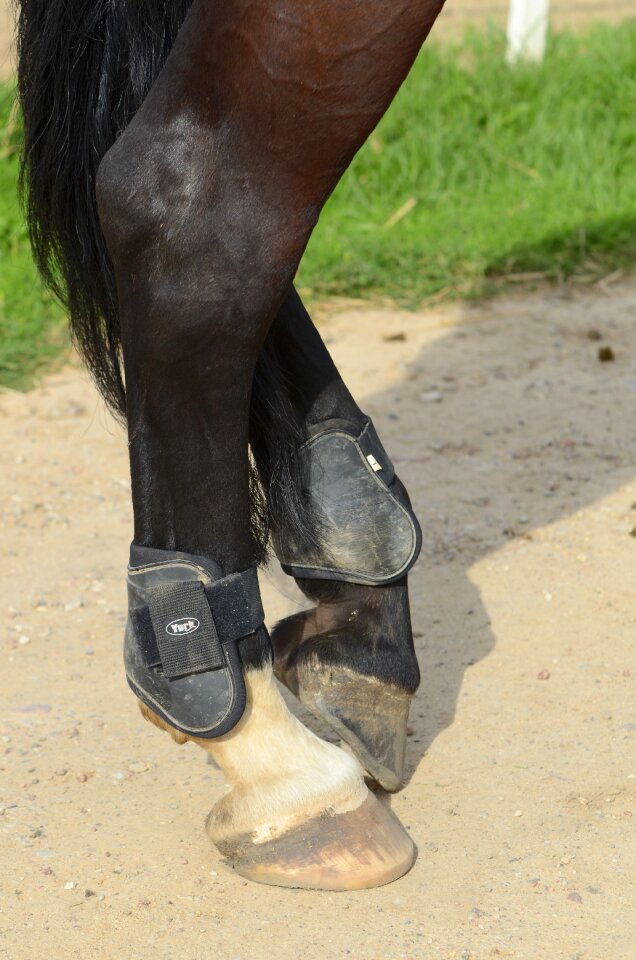 Hooves animal mare