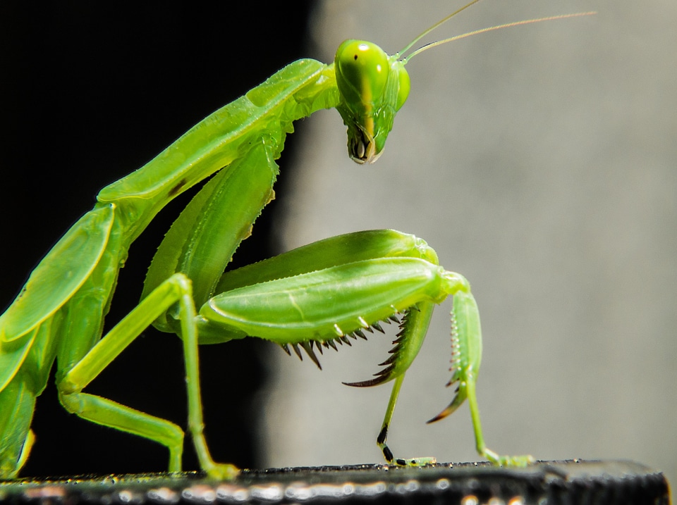 Fishing locust green close up