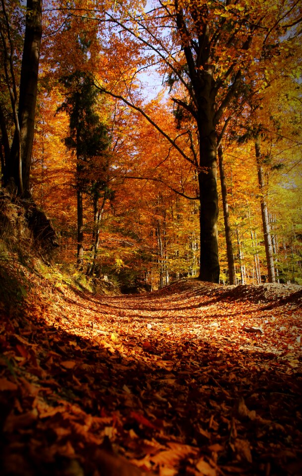 Autumn gold nature tree photo