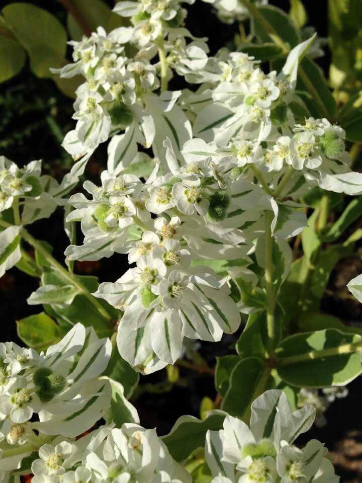 Plant summer blossom