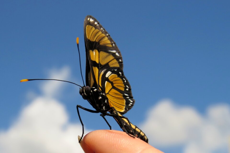 Hand insect nature