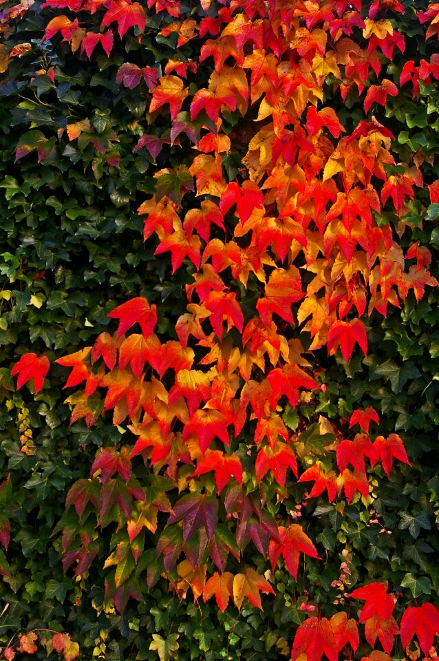 Leaves colorful red