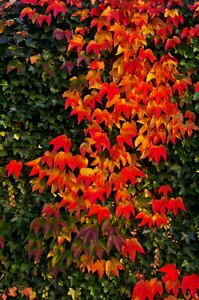 Leaves colorful red photo