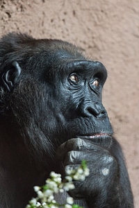 Big black endangered