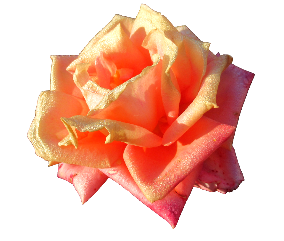 Autumn rose color