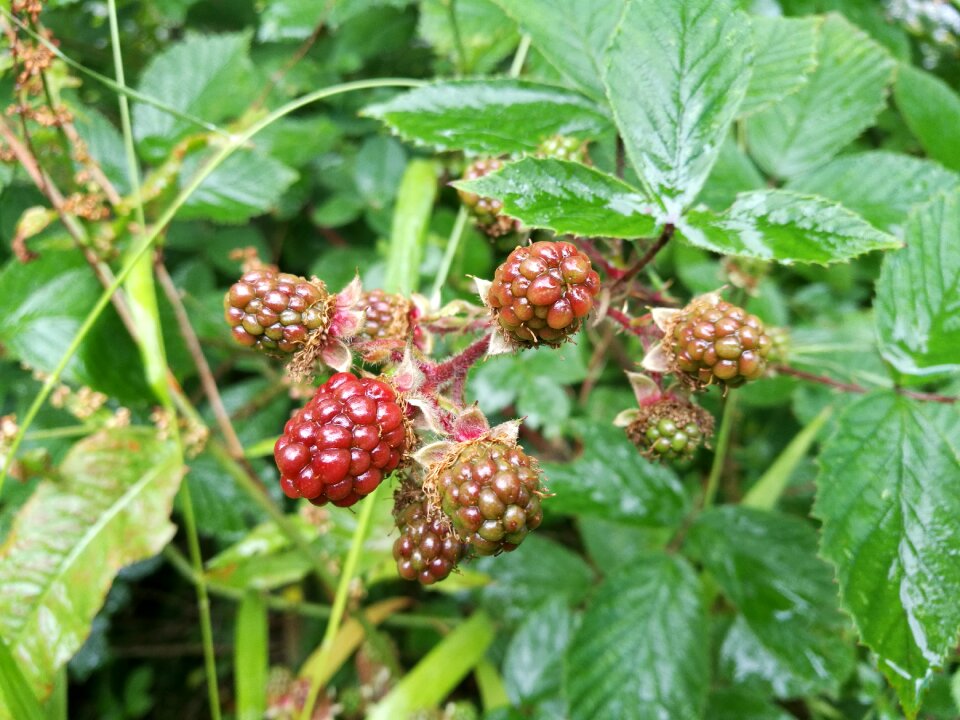 Ripe berries berries in hedgerow