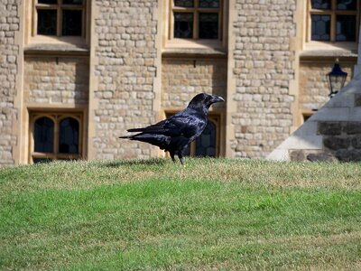 Tower of london animals ravens