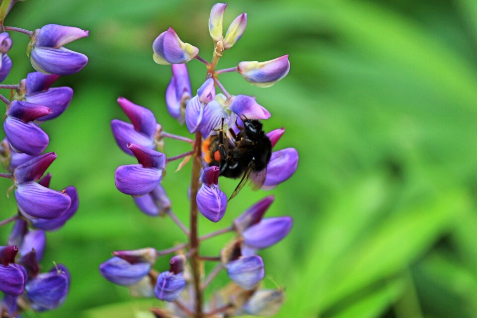 Flower bumblebee summer