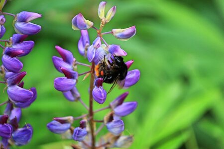 Flower bumblebee summer photo