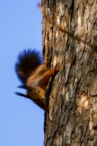 Possierlich rodent nager