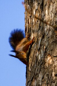 Possierlich rodent nager photo