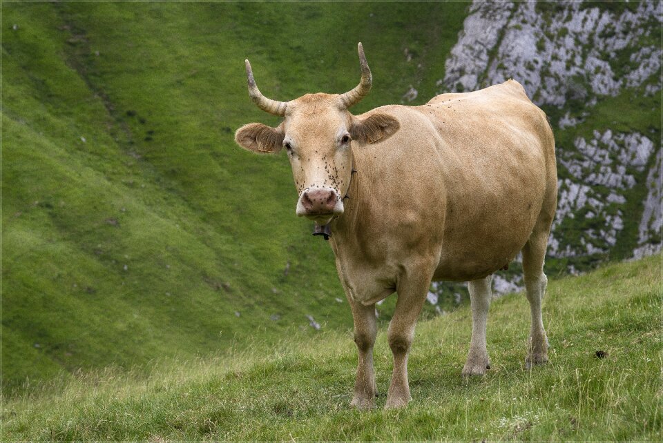 Nature livestock animal