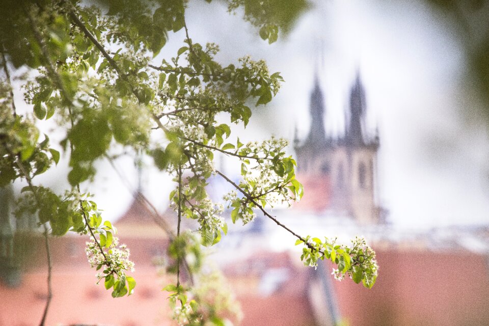 Spring blossoms spring bloom prague