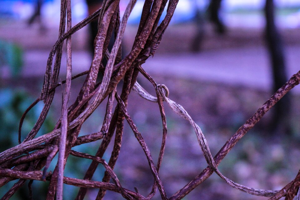 Foliage dries still lifes dead