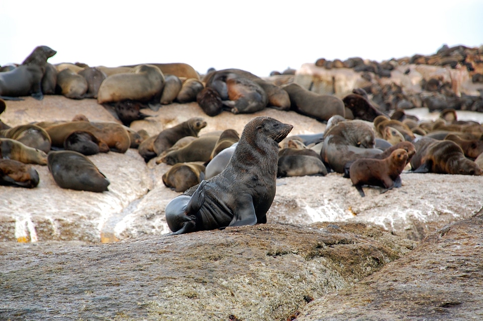 Sea robben mammals