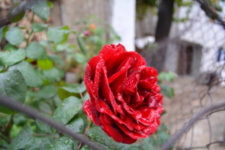 Rose desire autumn flowers