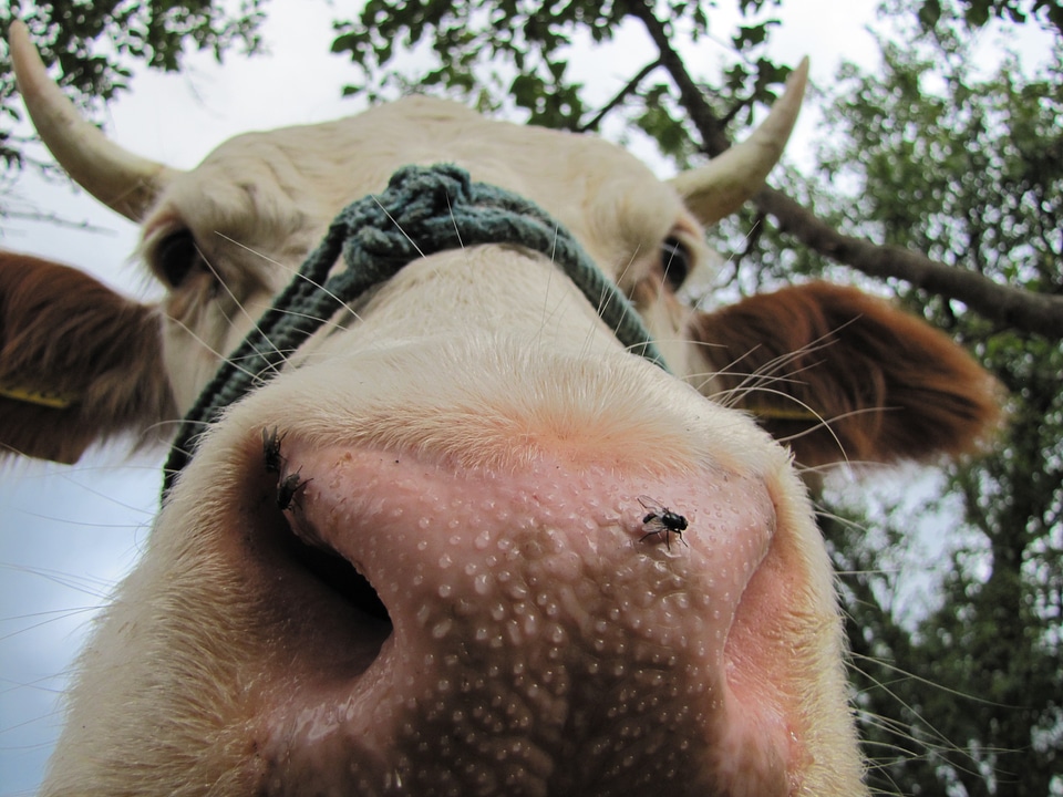 Farm animals hair horn photo