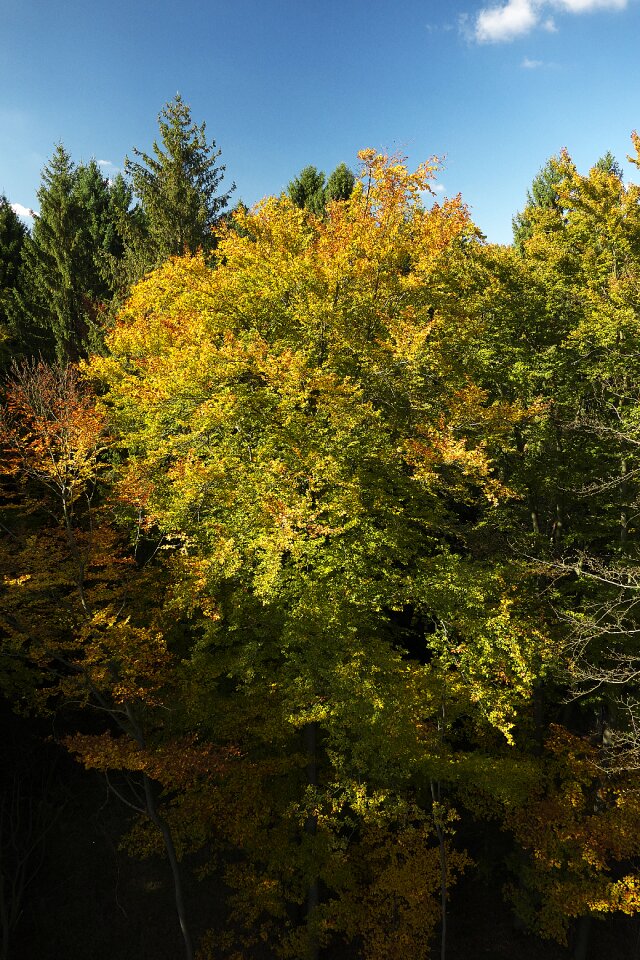 Canopy emerge fall color photo