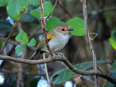 Ferreirinho cover brown bird watching nature