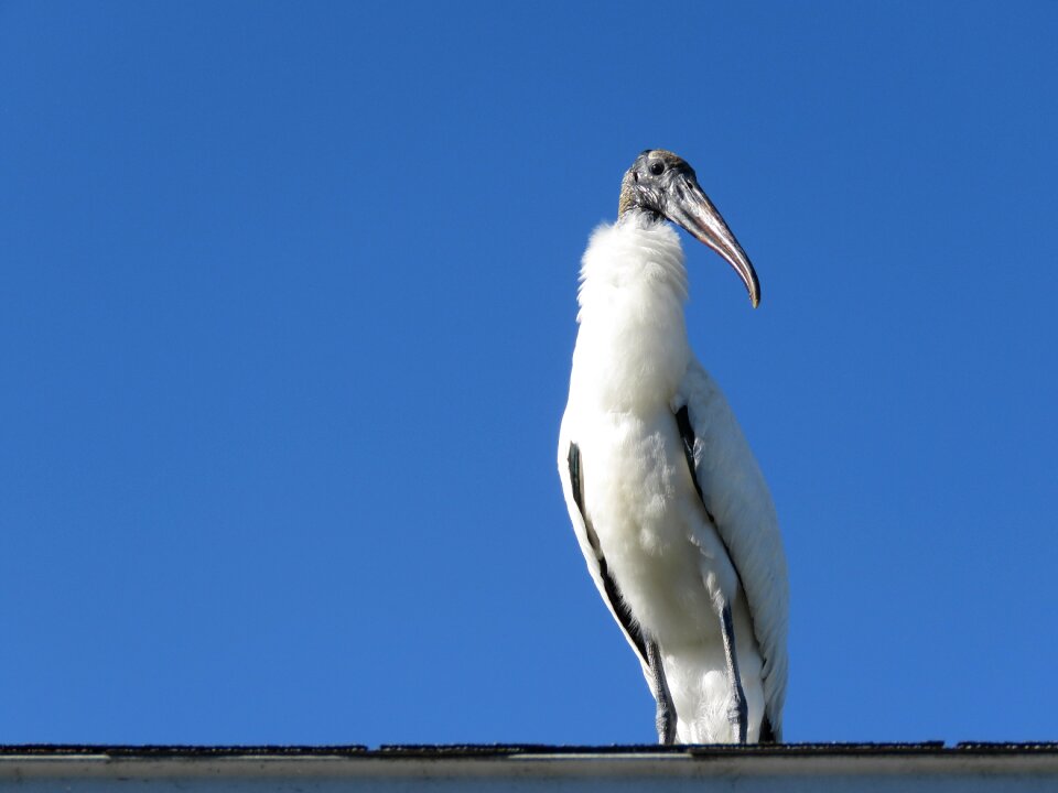 White wildlife photo