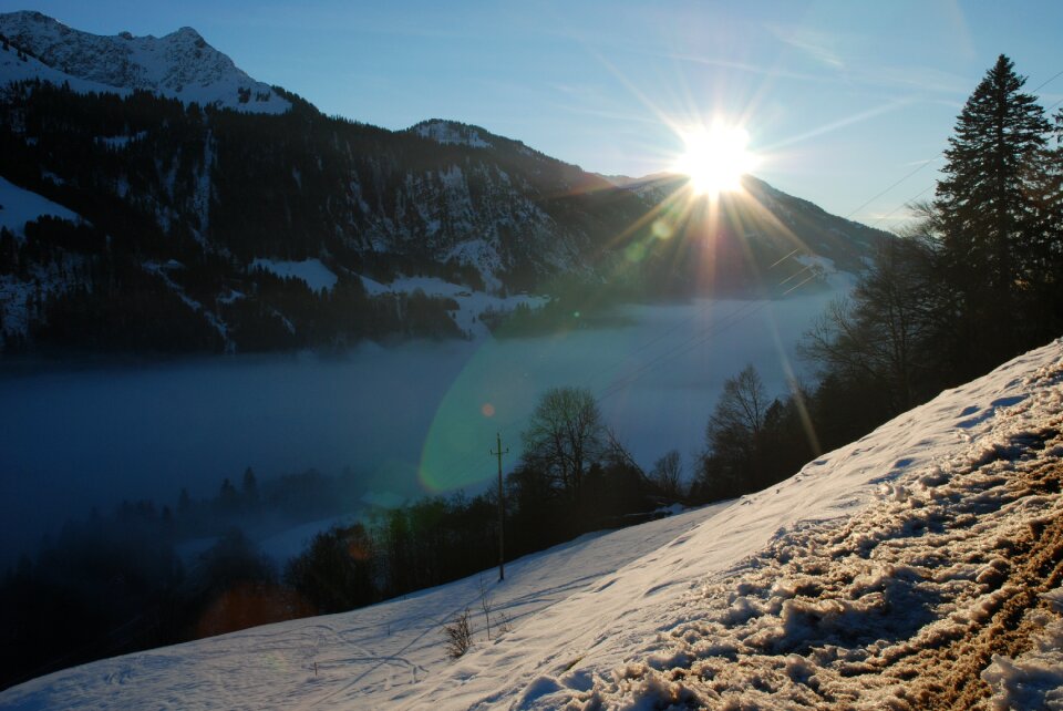 Forest alpine winter