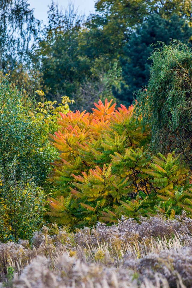 Meadow yellow foliage