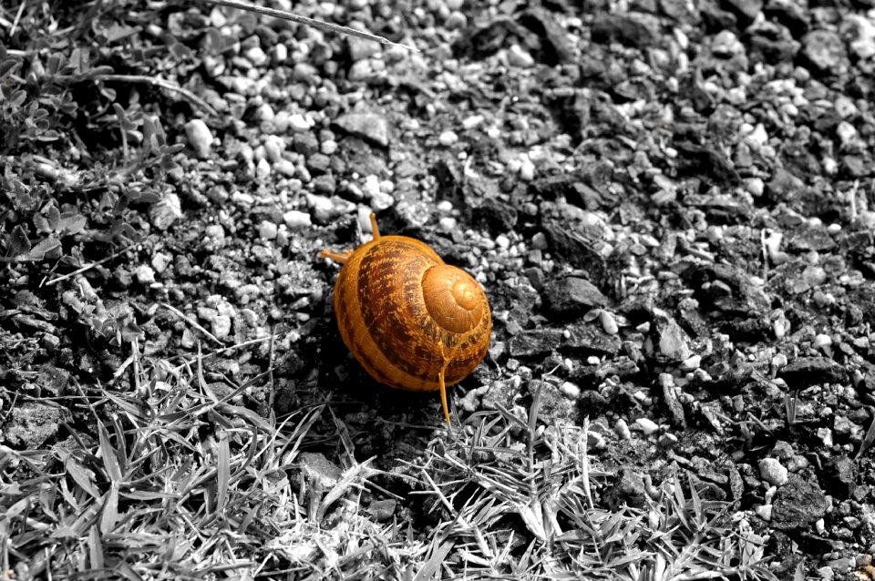 Snail bi color monochrome
