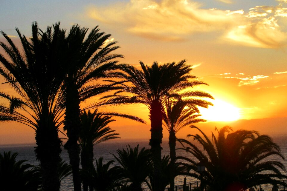 Sunrise palm trees sea