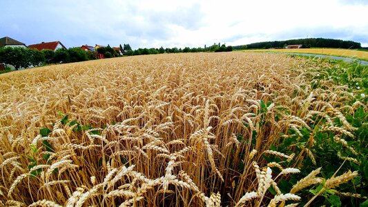 Grain fields agriculture cereals photo