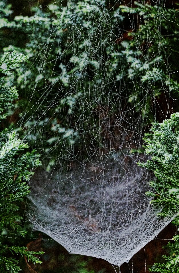Beaded cobweb morgentau