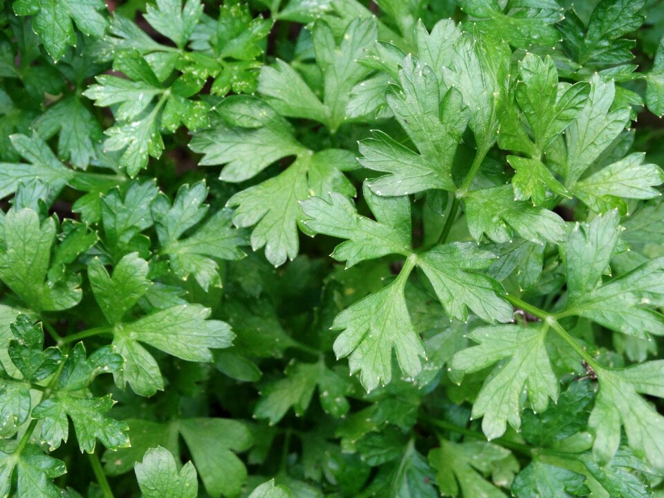 Herb cooking delicious