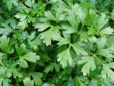 Herb cooking delicious